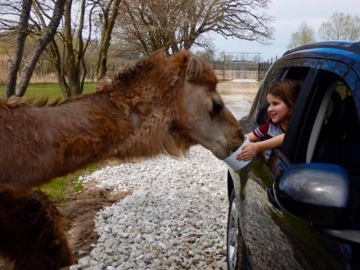 safari drive thru wisconsin